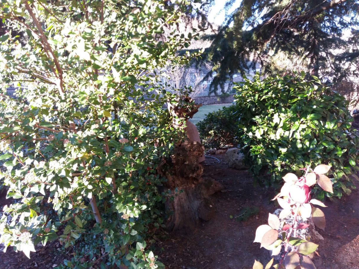 Vegetación autóctona